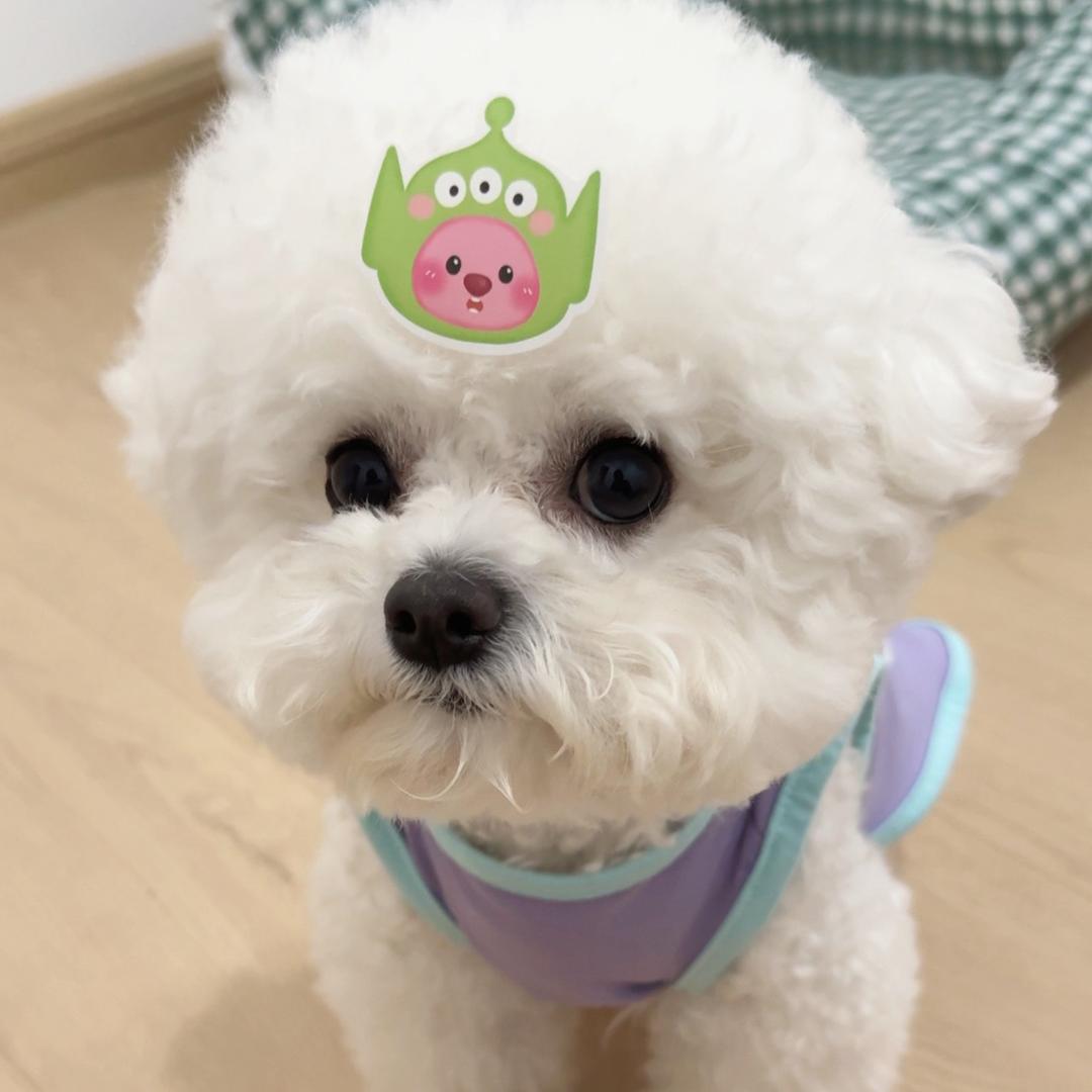凑凑大王