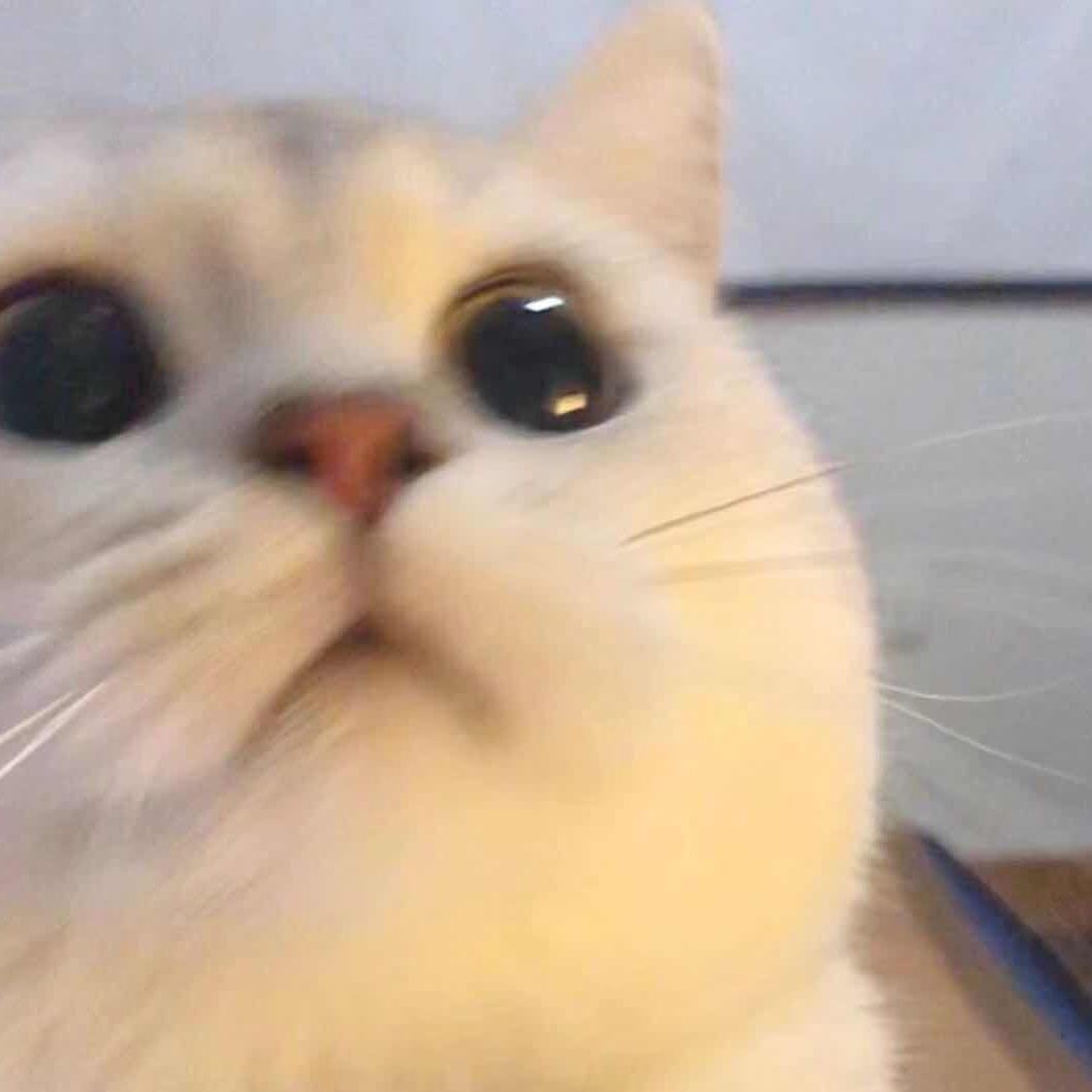饼🫓
