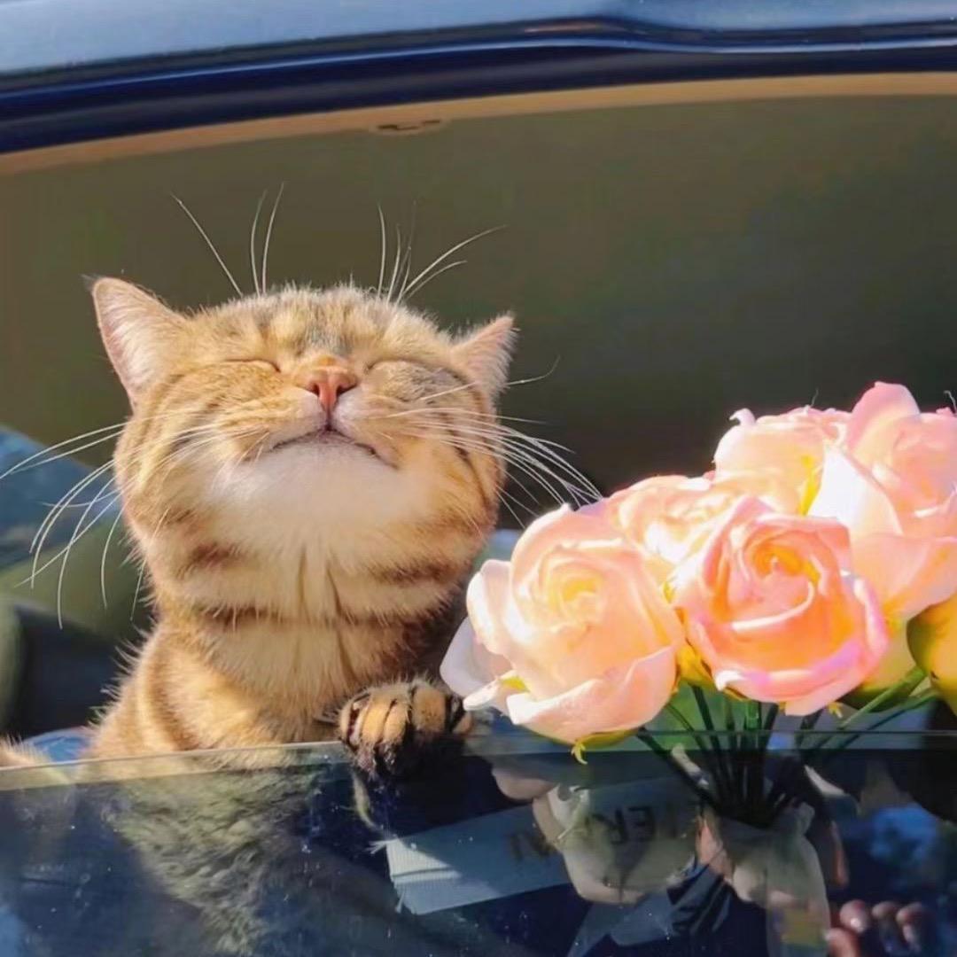 贾汪区老矿卷毛宠物店