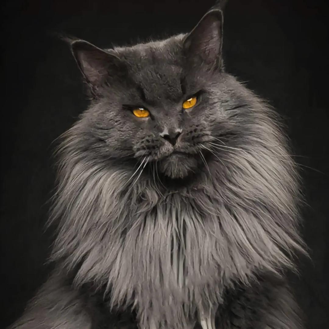 私厨猫咪生活日记