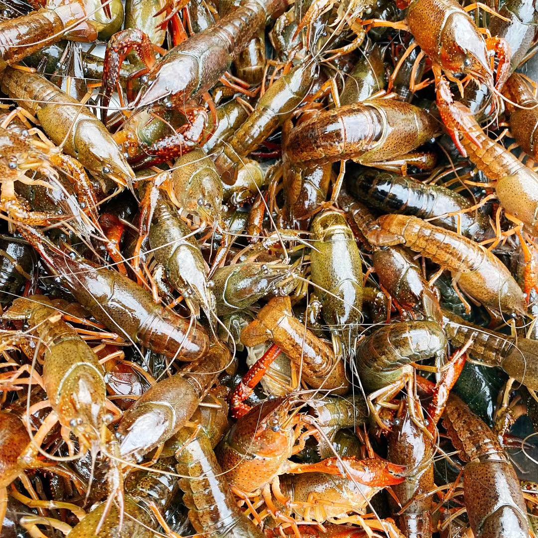 炒龙虾的张杰🦞