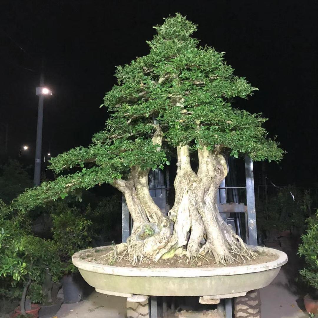 点军区小攀盆景
