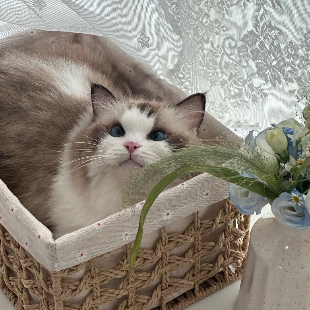 六六是只贪吃咪