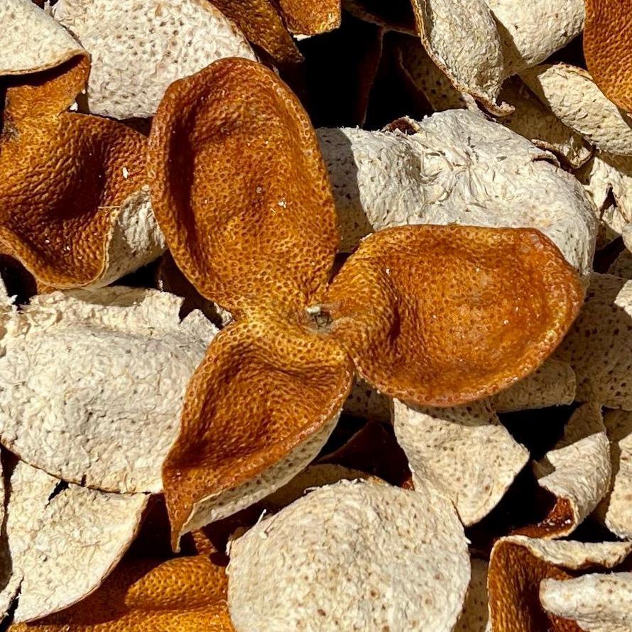 小志只卖好陈皮