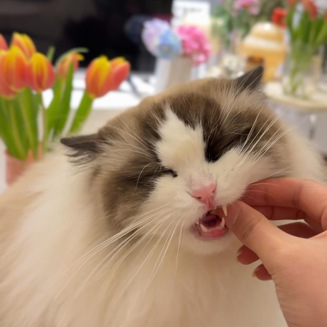 曾曾の三猫便利店