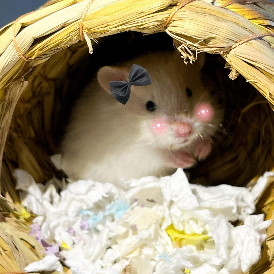 鼠鼠小睡包🐹