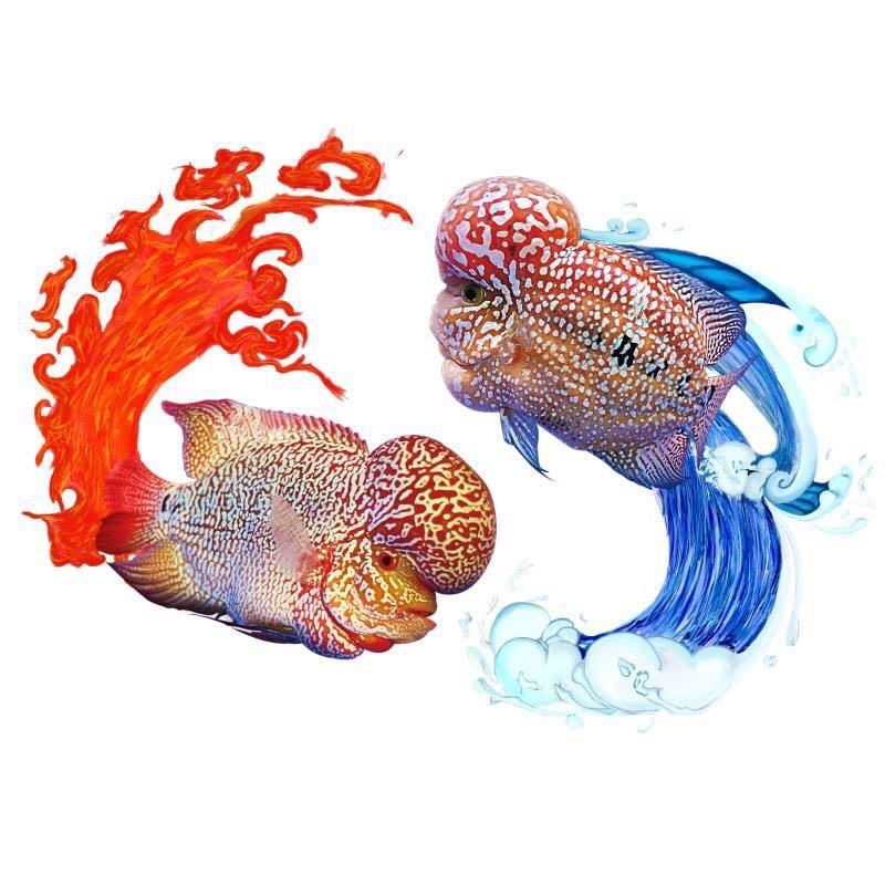 酷爱罗汉鱼🐠_头像