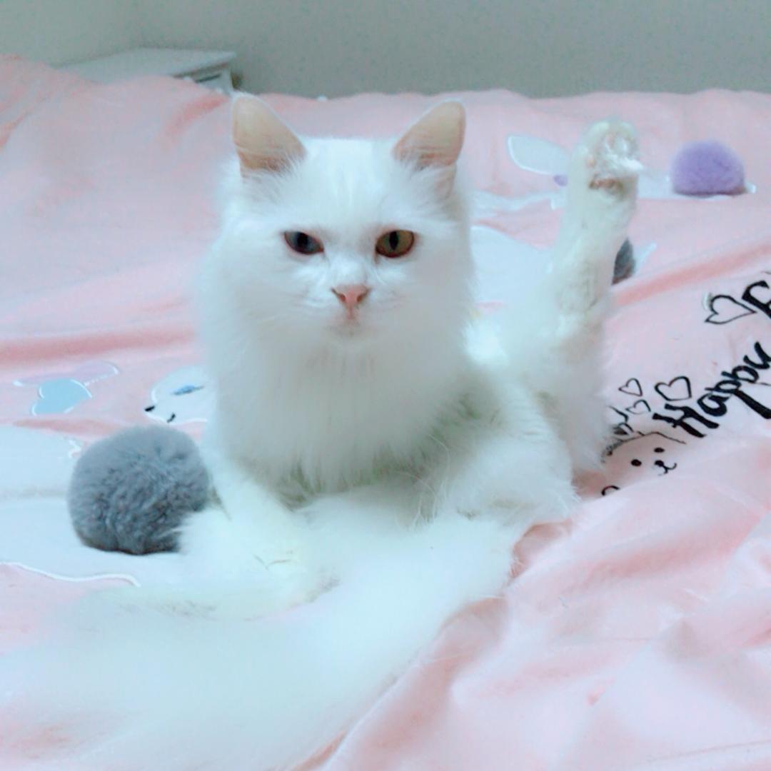 何！小何
