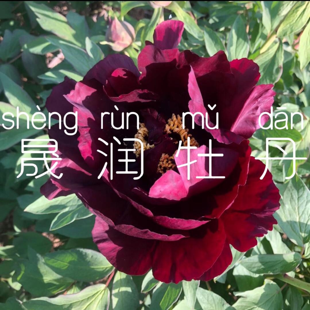 牡丹花乡.晟润牡丹