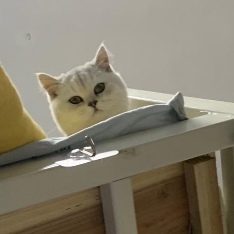 婷子爱吃菜🐱