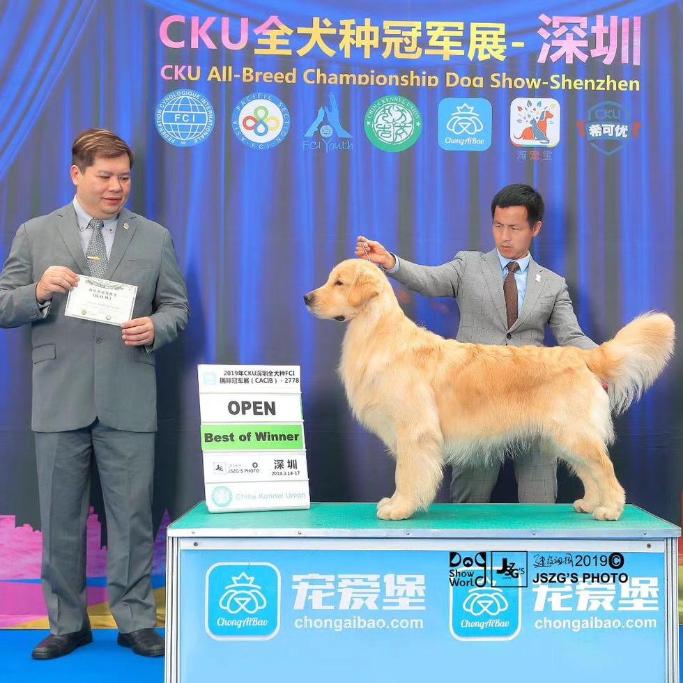 华丰金毛犬舍