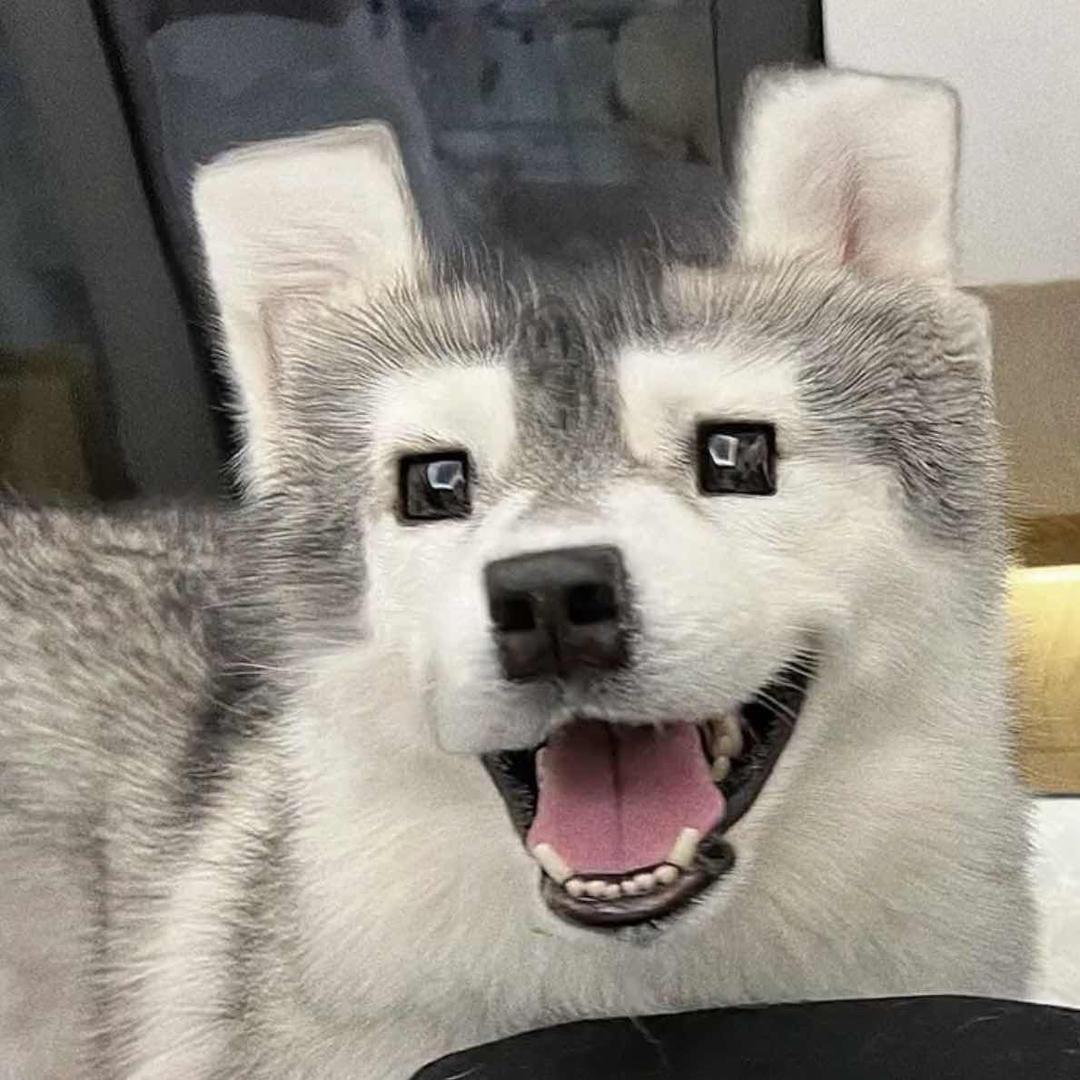 传说中的哈