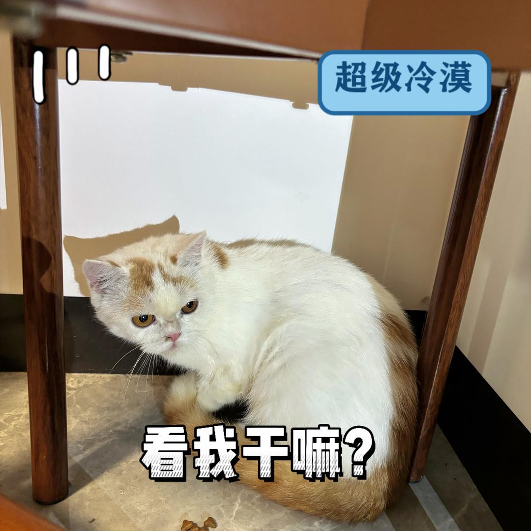 大象🐘