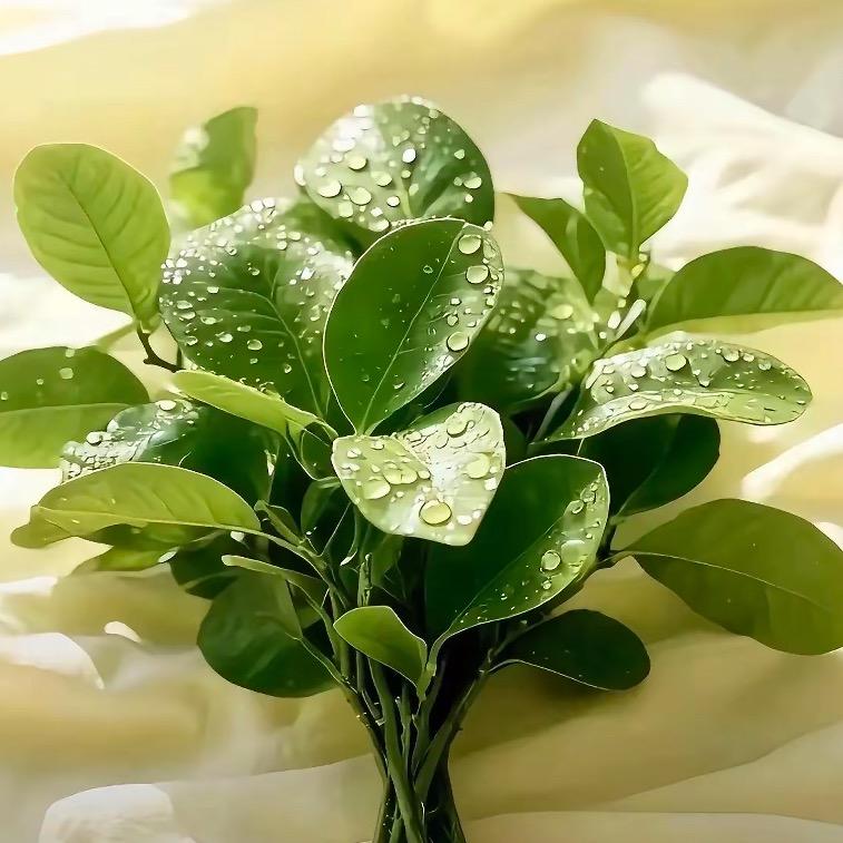 დ᭄♡̶安好꧔ꦿ℘