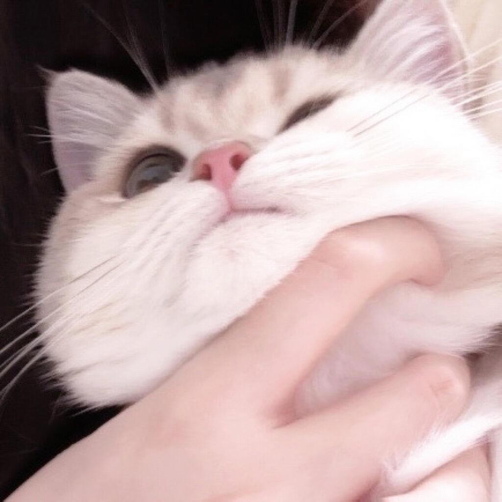 困告小猫