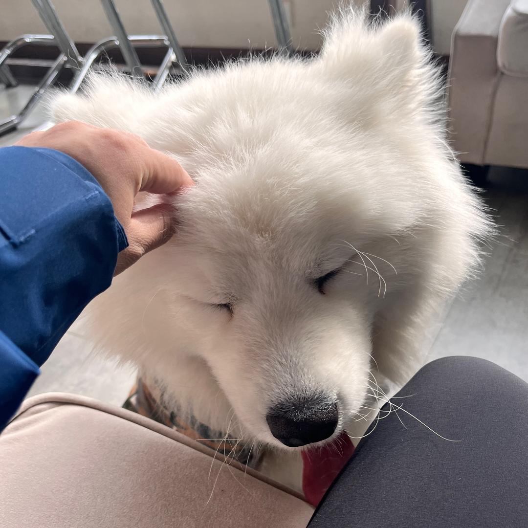 九节狼.