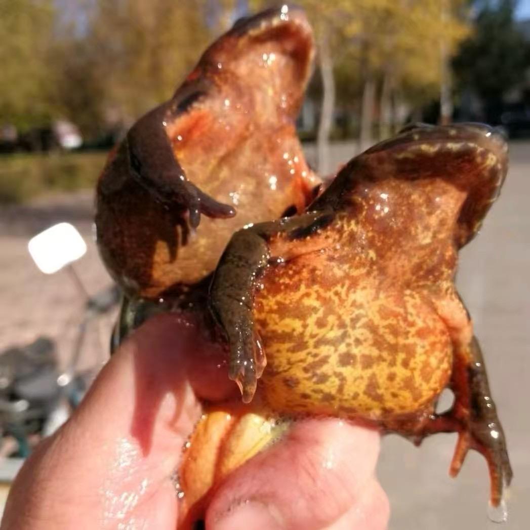 丹丹东北土特产