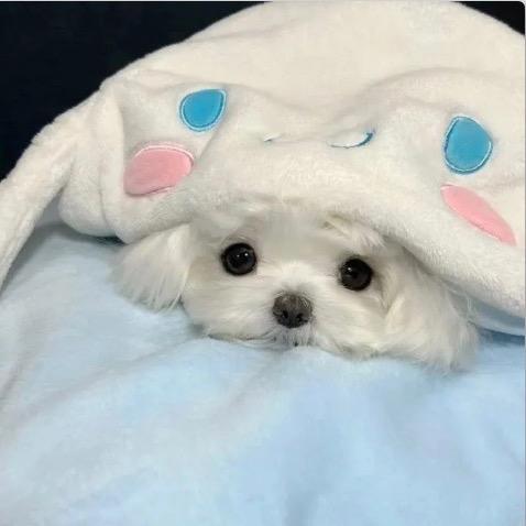 Koimiao.