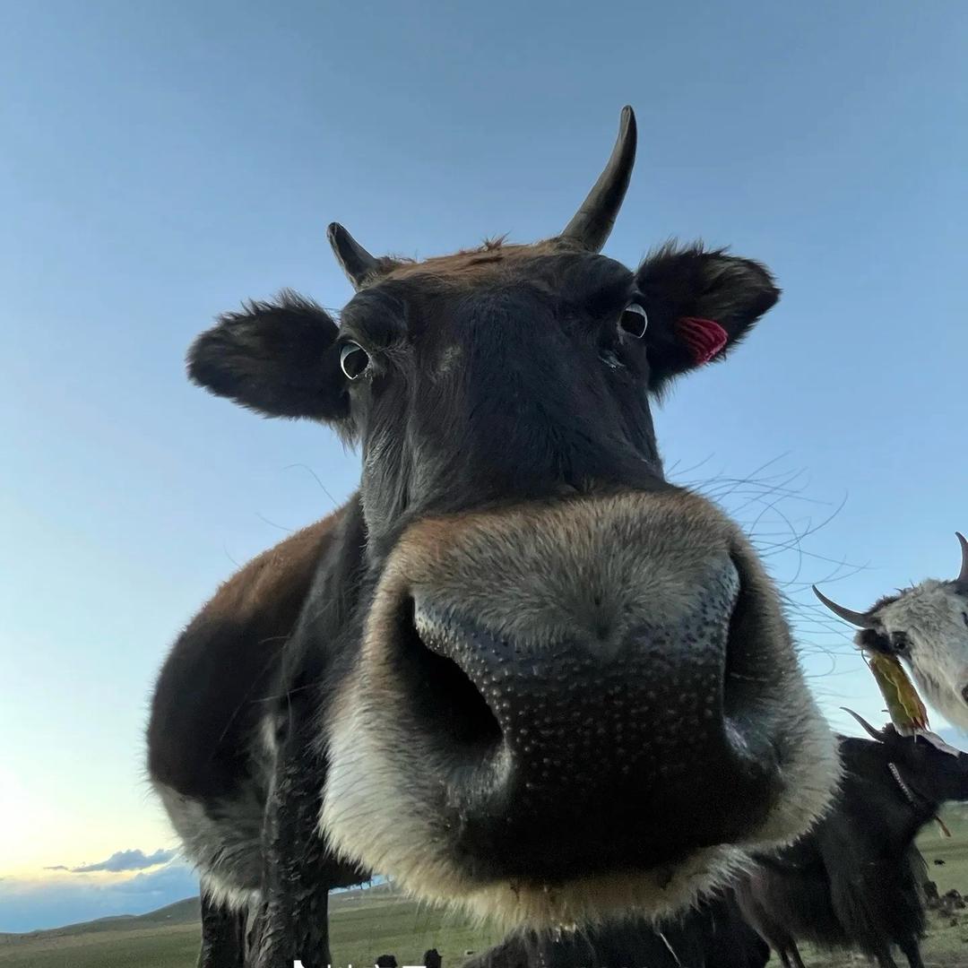 阿伟牛副加工（招代理，批发）