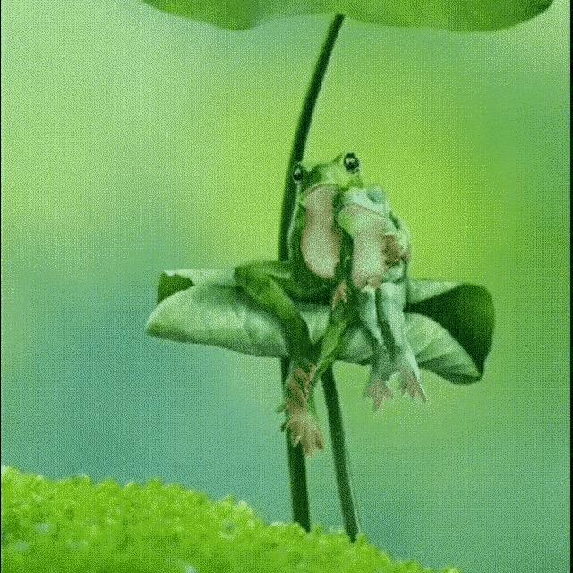 🍃