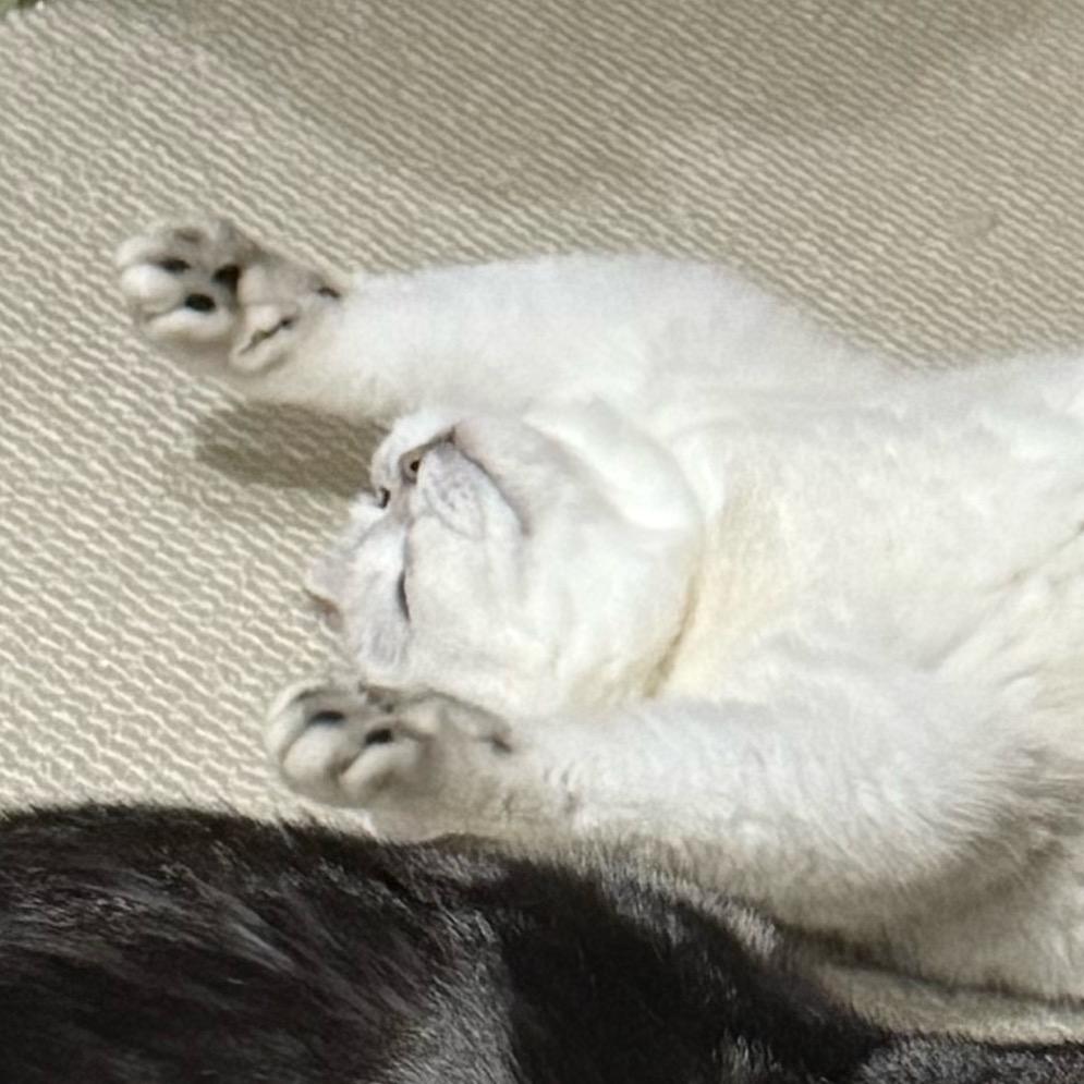 阳光灿烂是喵喵