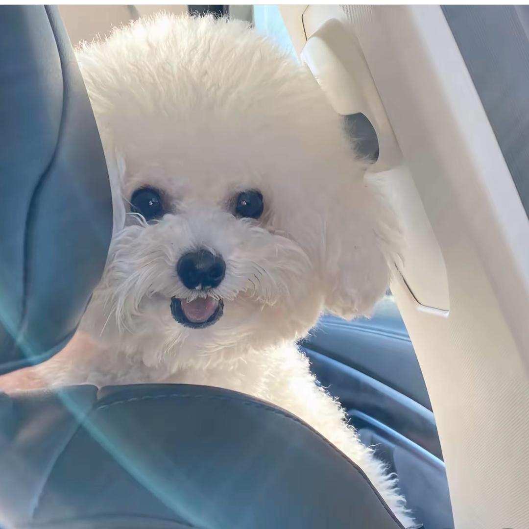 盛瑞犬舍-韩系比熊灰泰迪