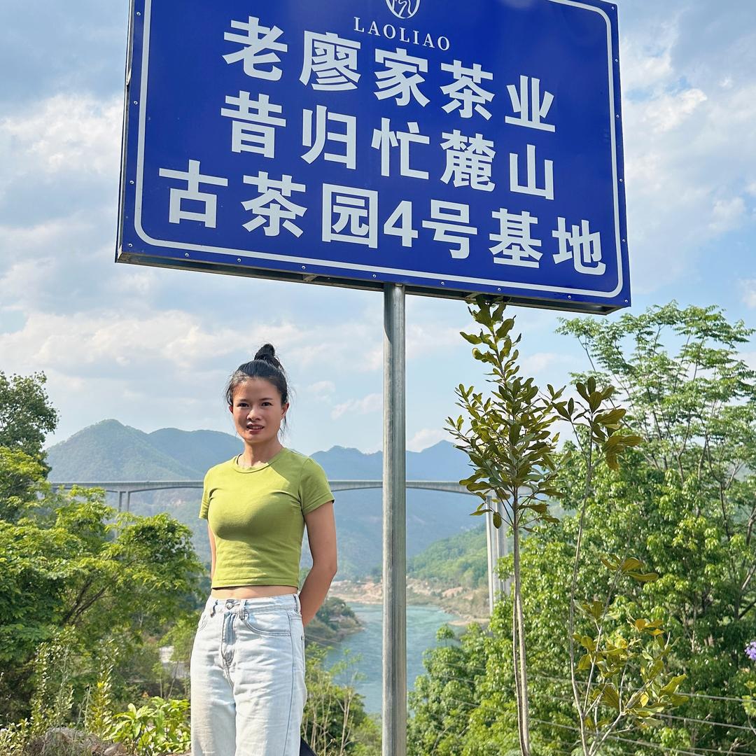 云南临沧昔归忙麓山古茶～34号小妹