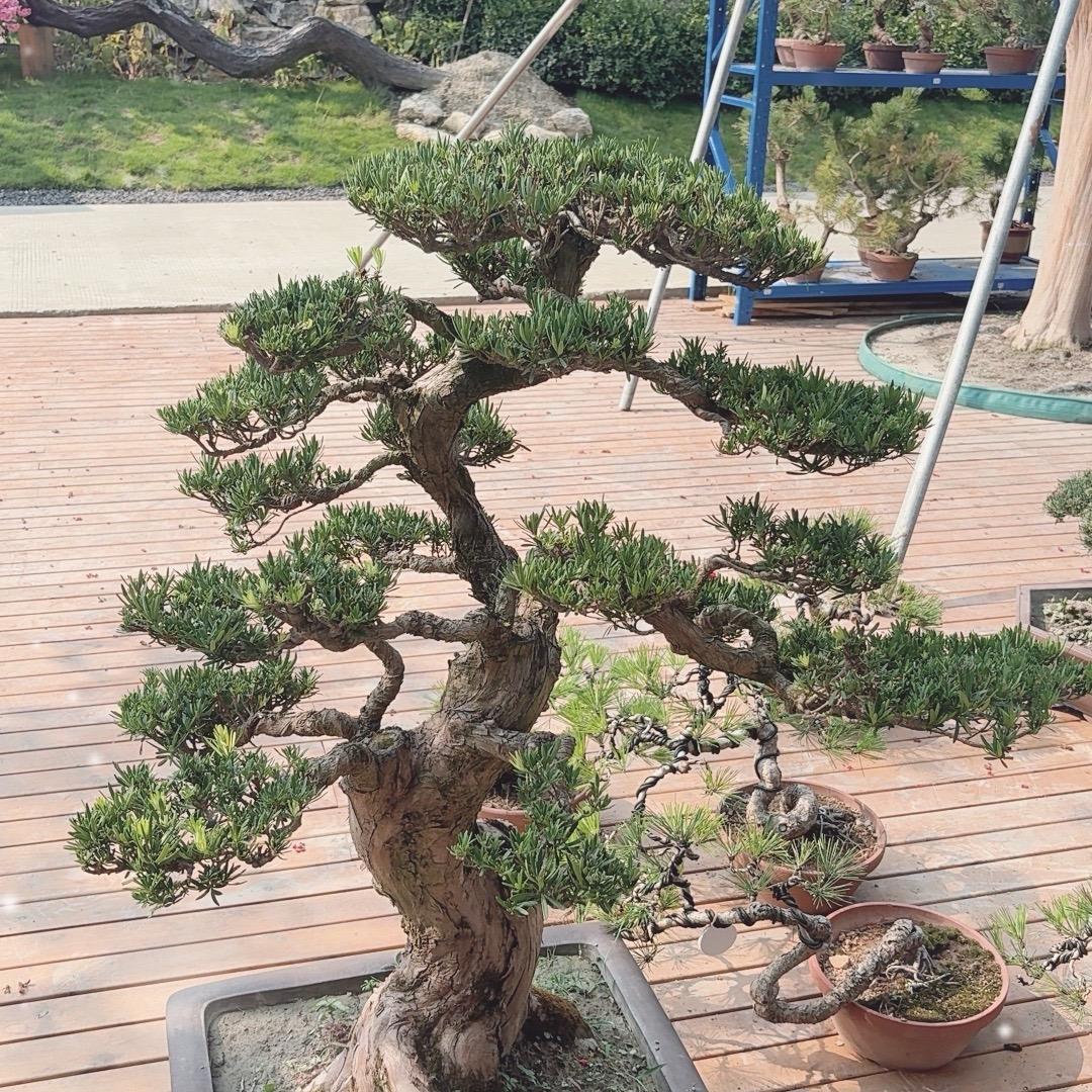金松苑盆景造型树