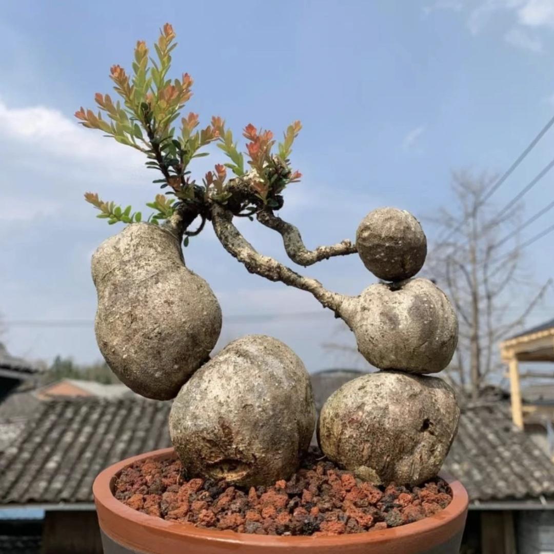 春熙园艺