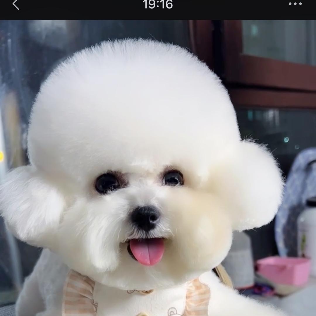 菲儿家的汪🐶