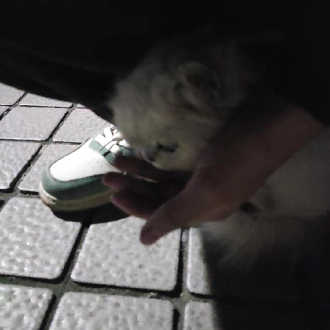 比巴卜爱吃泡泡糖