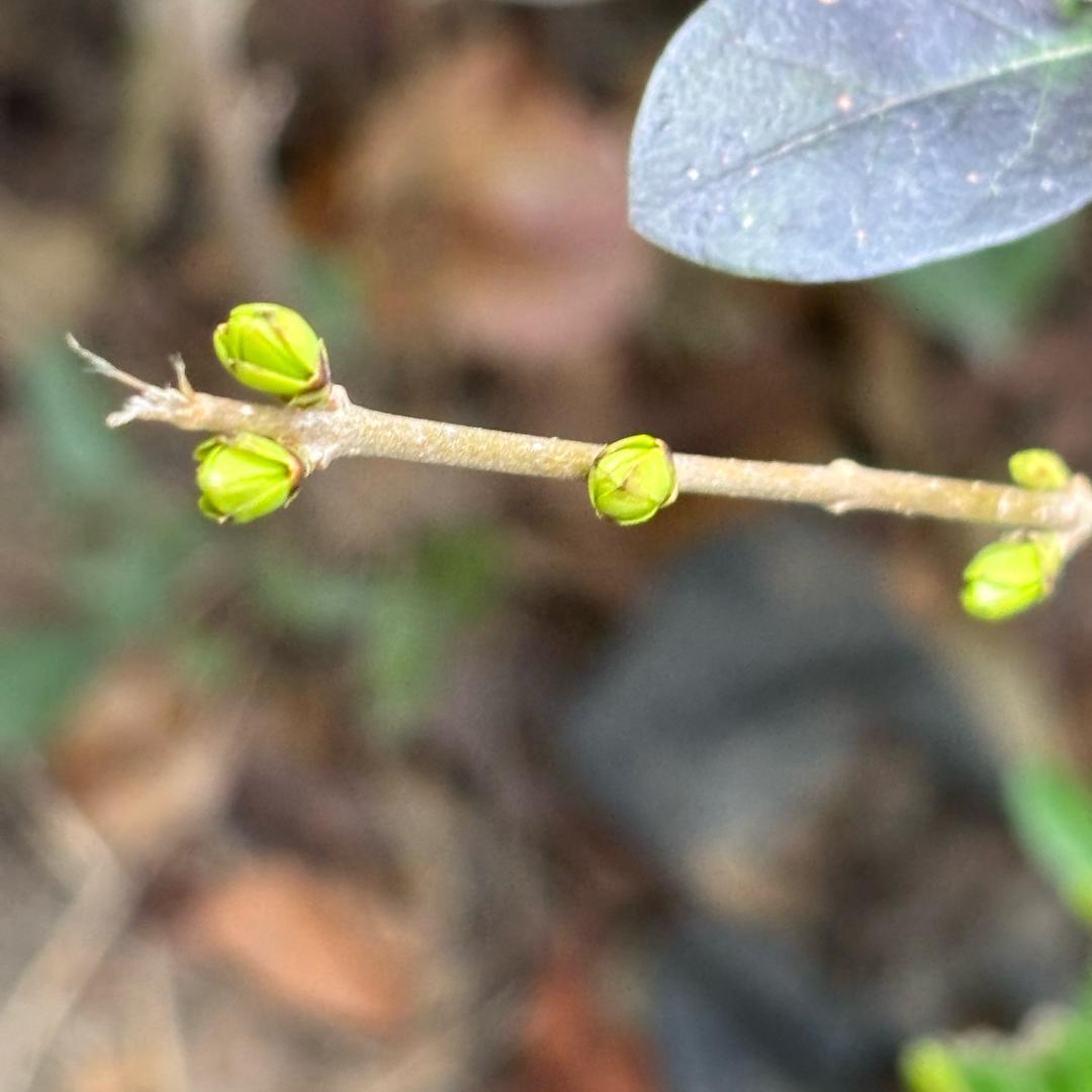 花落几遍后