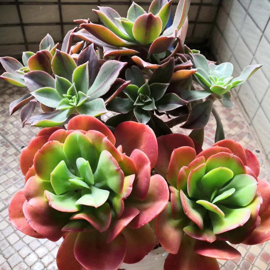 心🥰想事🥰成