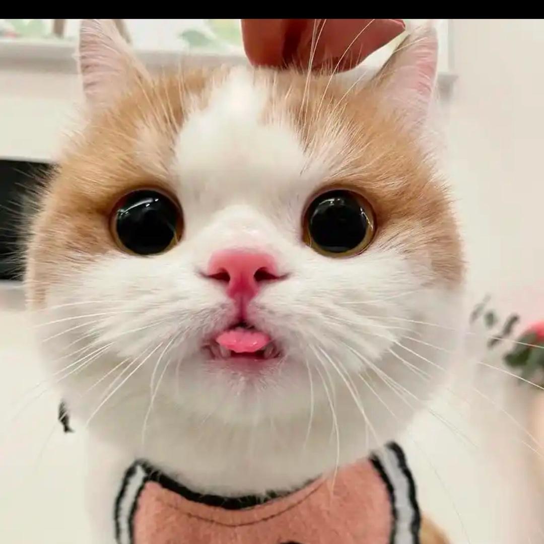 小奶猫