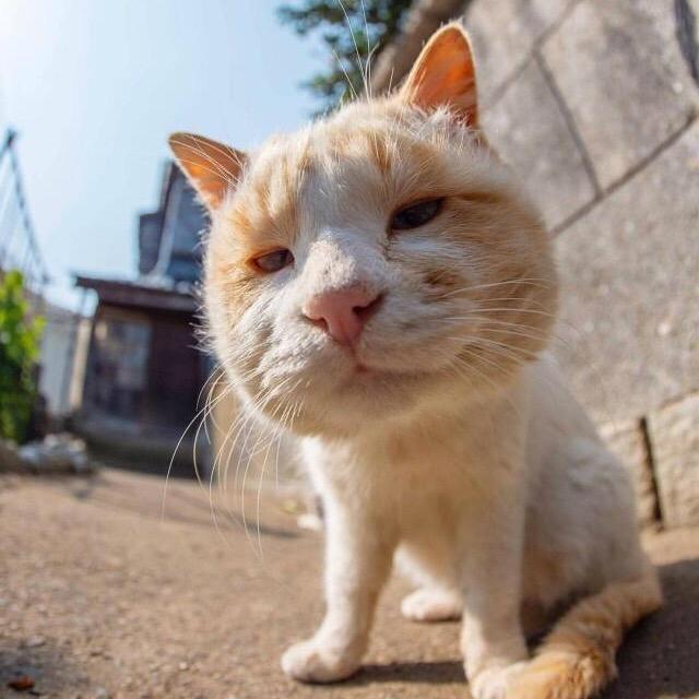 帅到隔壁村