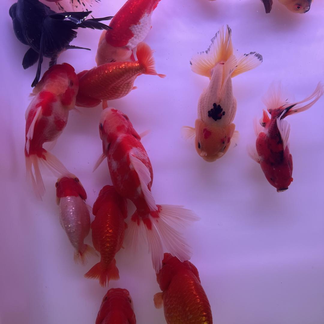 鱼麟阁水族