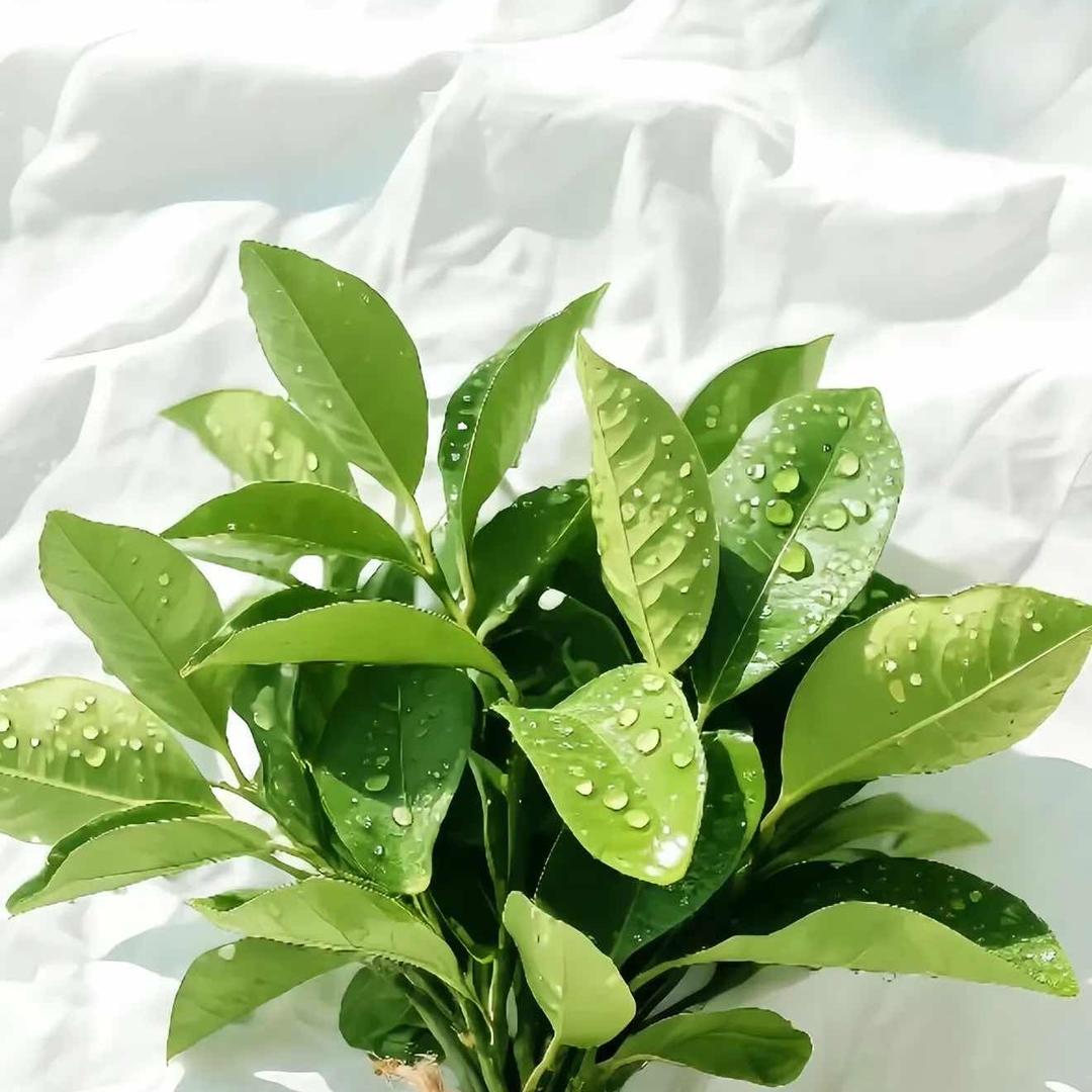 马氏沉香珍藏馆3