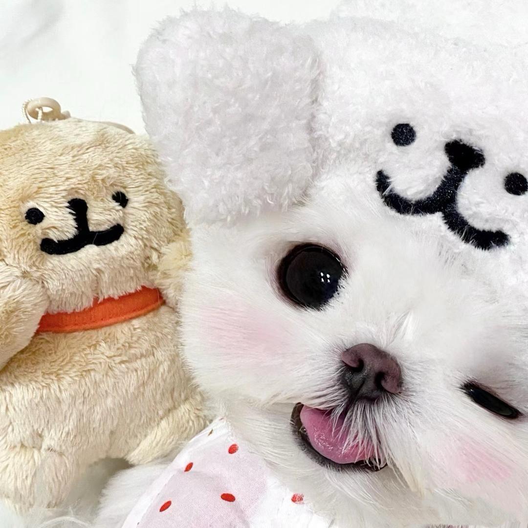 疯狂的兔子