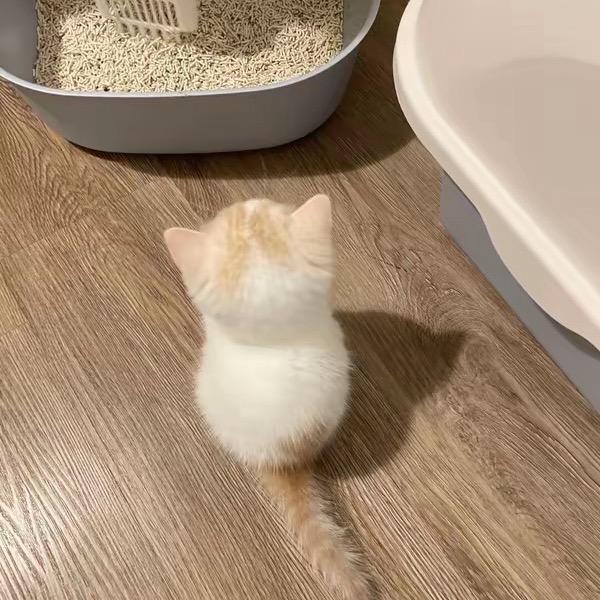 马老湿心甘情愿地