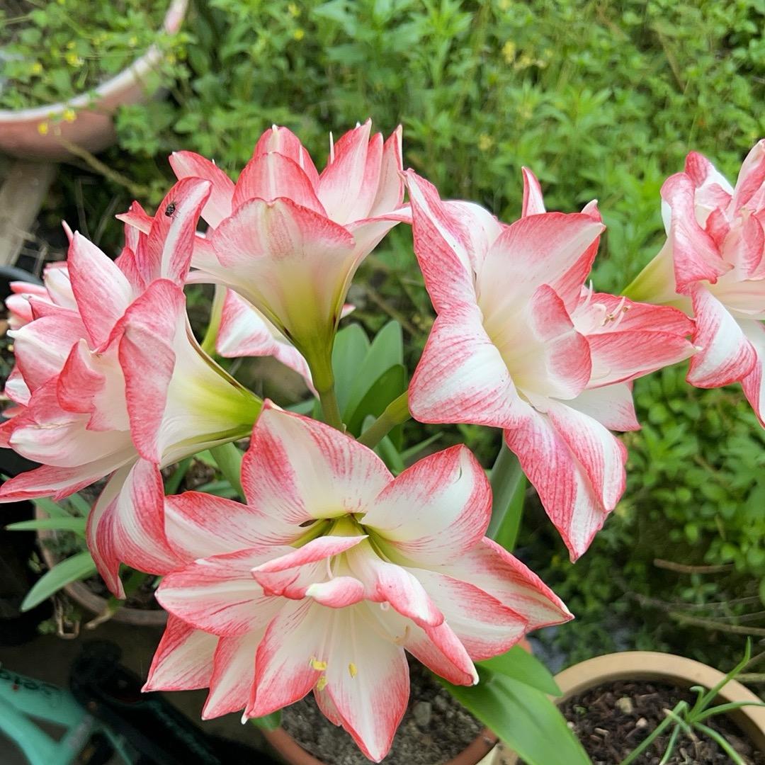 是菜菜呀