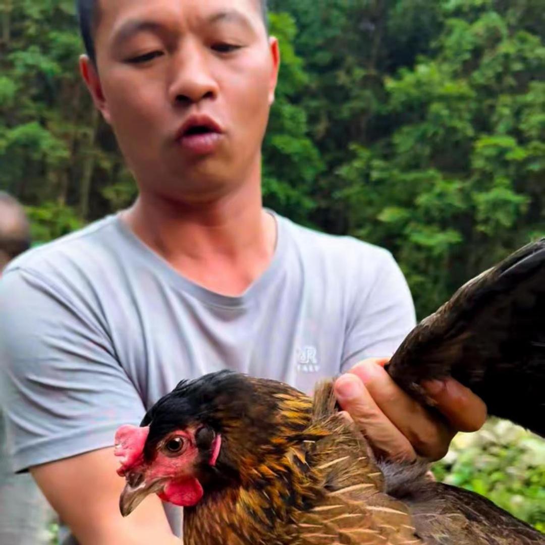 贵州农村散养鸡