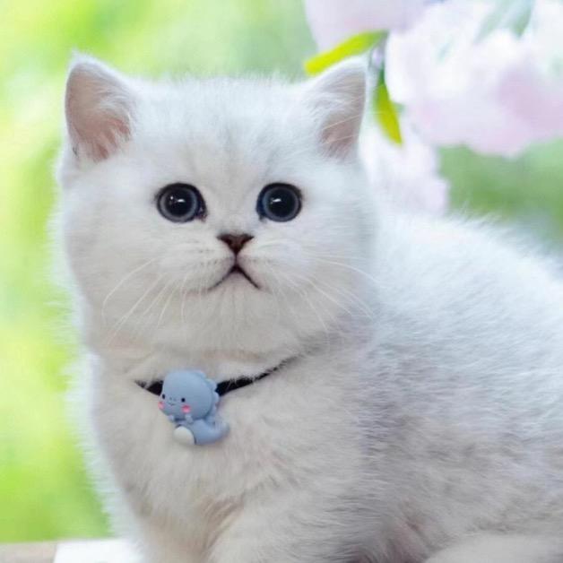 二龙宠物猫