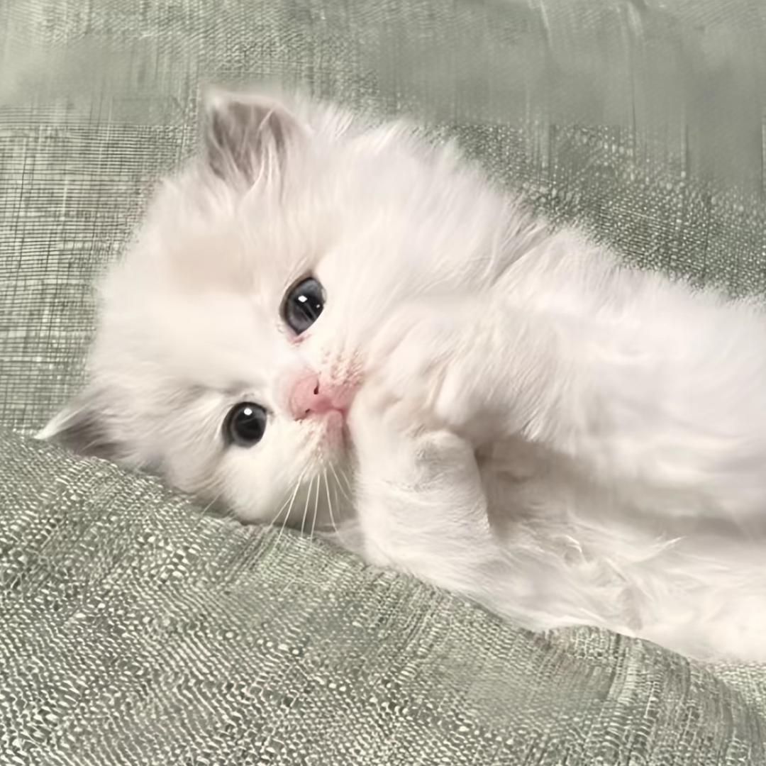 🐾