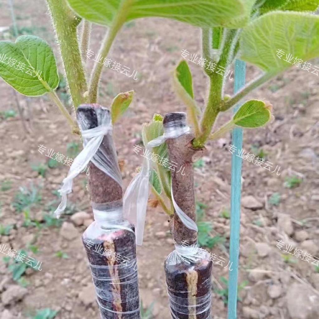 专业嫁接云儿