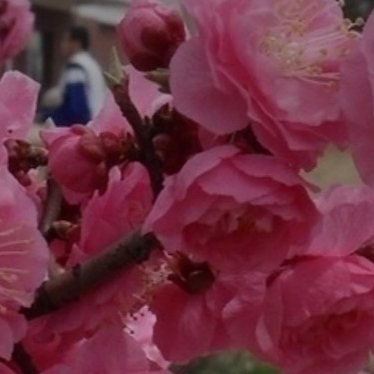 幸福家庭