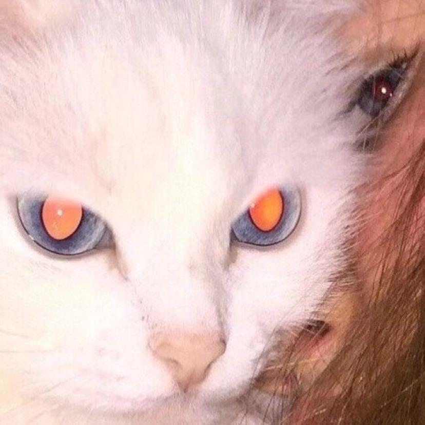 妳今日食咗飯末