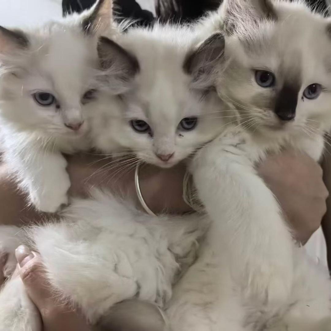 钊少的猫咪(买猫私聊)