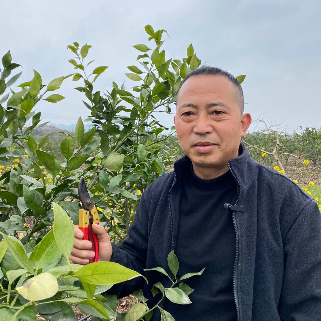 张老师讲柑橘(甘平)收徒