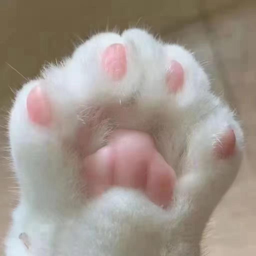 卓也体育（备用号）