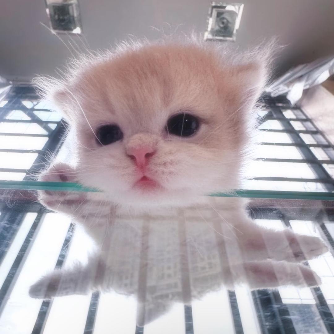 cattidol
